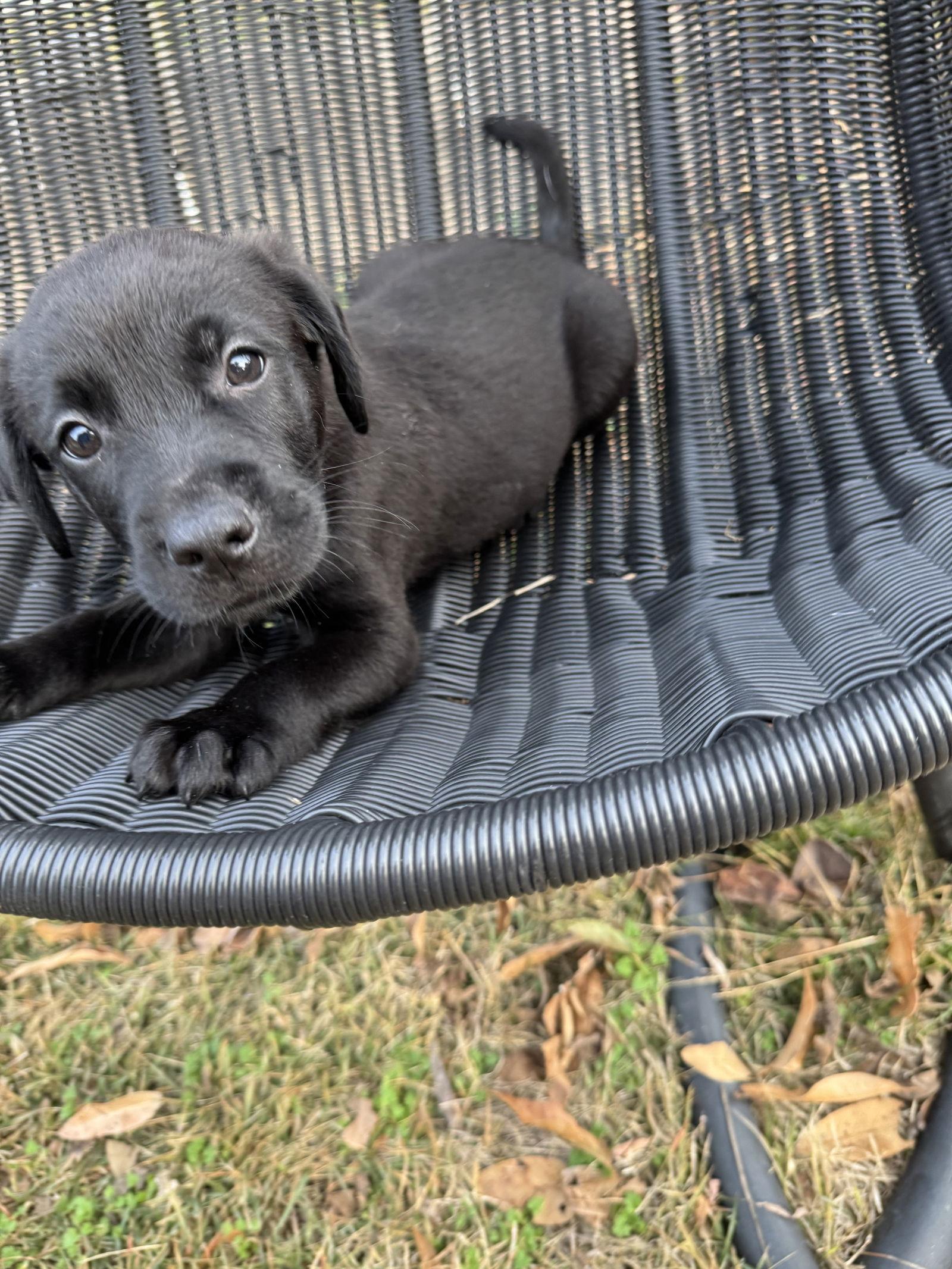 Ralph, Adoptable, Puppy Male Labrador Retriever & Terrier.