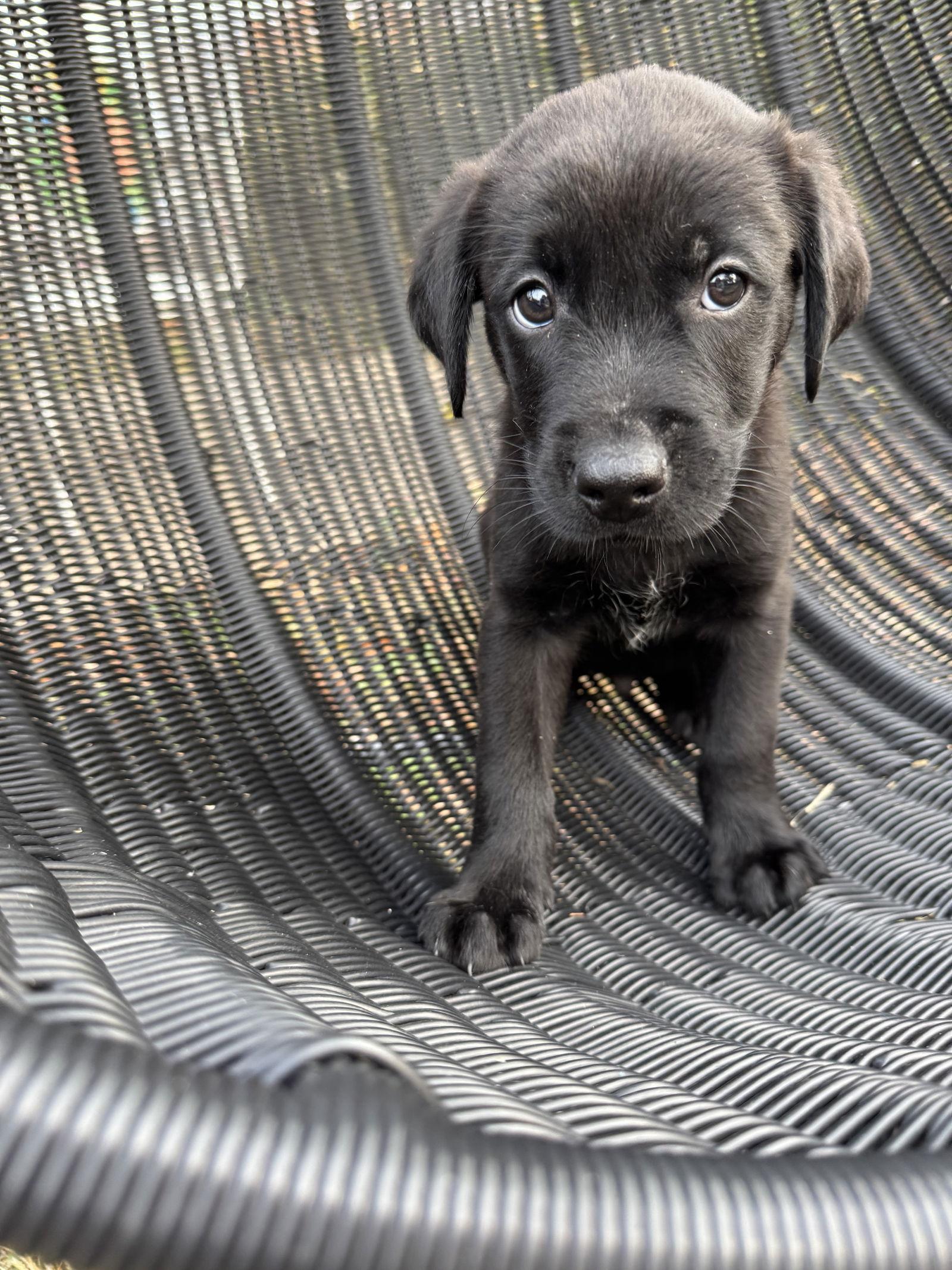 Enlarge Ralph, a Adoptable mixed breed in Barnhart, MO image 2/3
