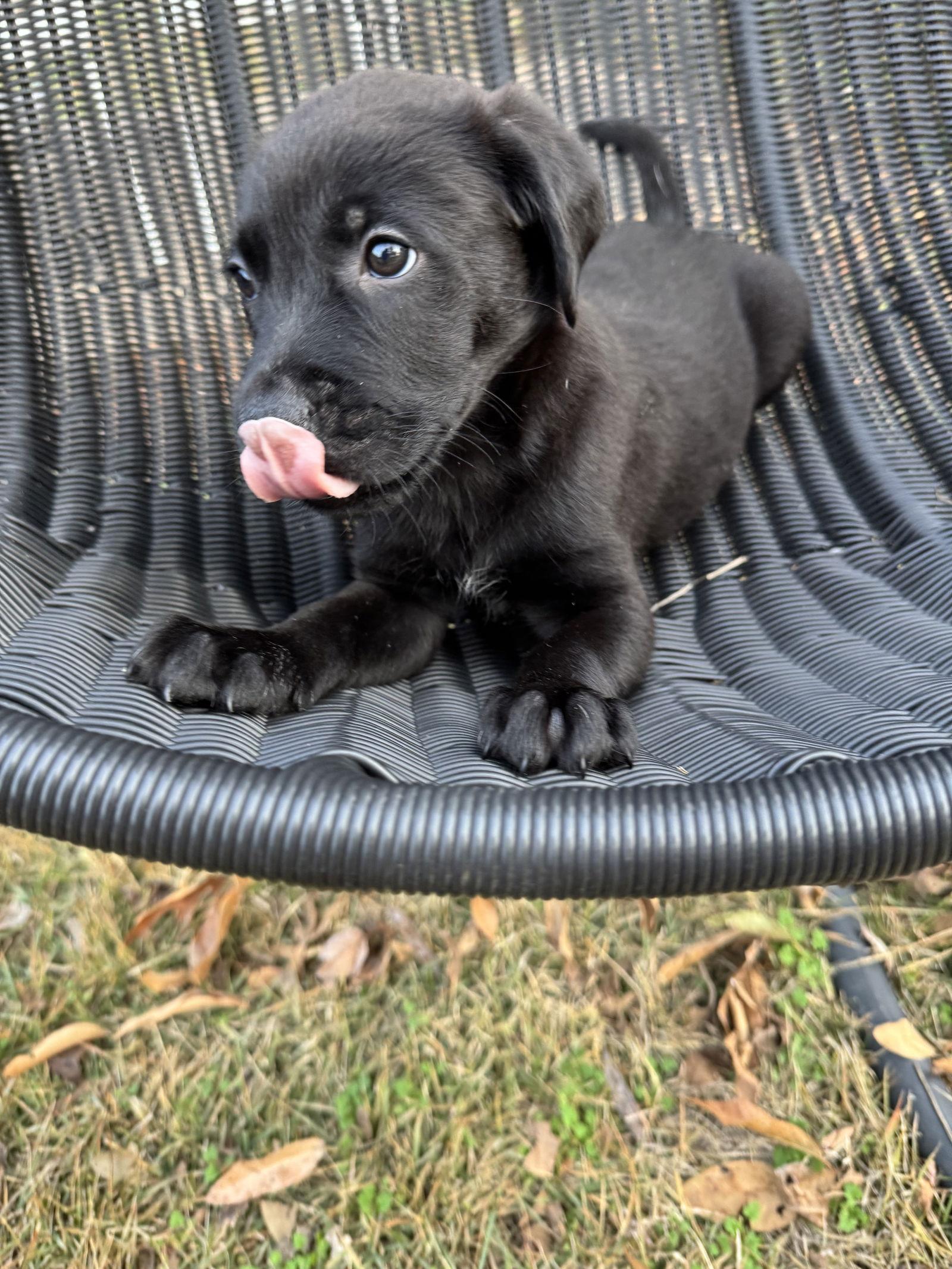 Enlarge Ralph, a Adoptable mixed breed in Barnhart, MO image 3/3