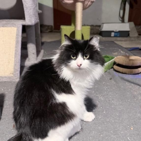 Boots, Adoptable, Adult Female Domestic Medium Hair.