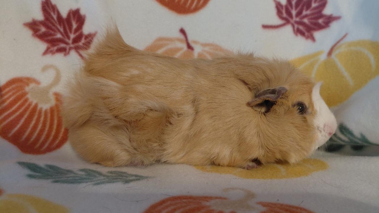 Enlarge Matthew, a Adopted Guinea Pig in Cincinnati, OH image 3/3