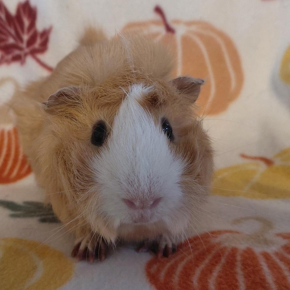 Matthew, Adopted, Young Male Guinea Pig.