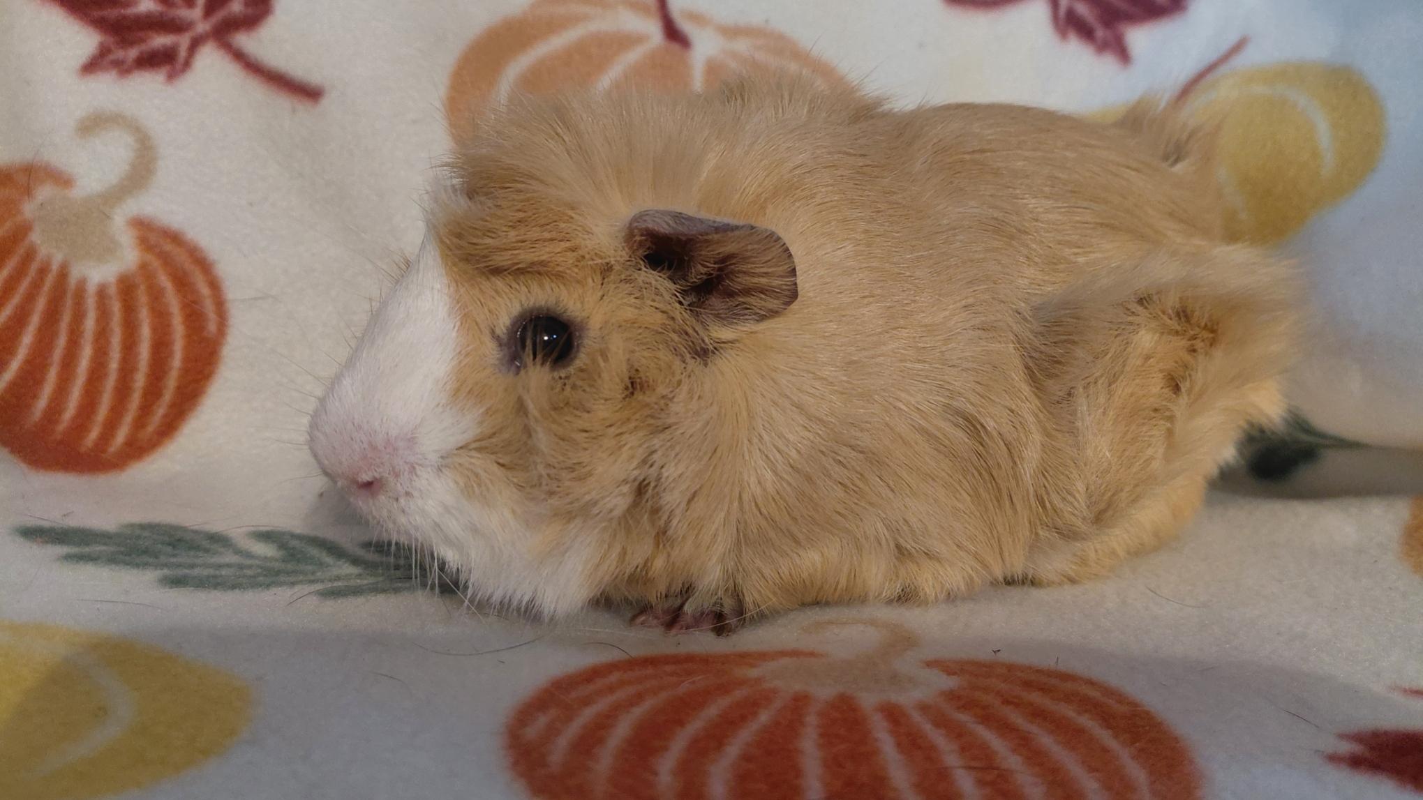 Enlarge Matthew, a Adopted Guinea Pig in Cincinnati, OH image 2/3