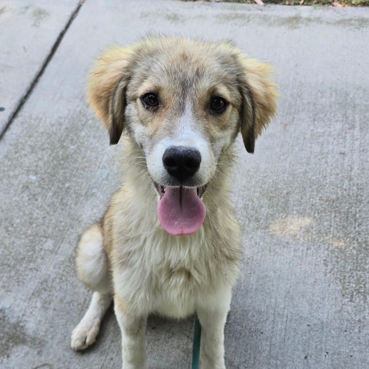 Cairo, an adoptable Spaniel in Newport Beach, CA, 92660 | Photo Image 2