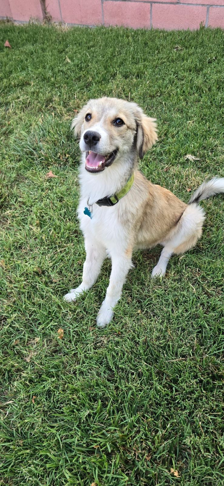 Cairo, an adoptable Spaniel in Newport Beach, CA, 92660 | Photo Image 3