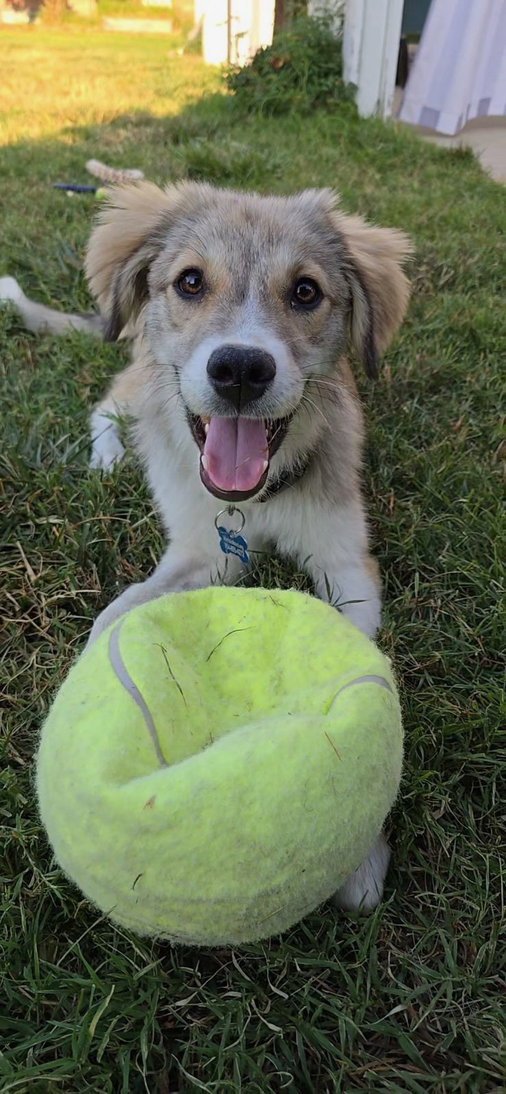 Cairo, an adoptable Spaniel in Newport Beach, CA, 92660 | Photo Image 4
