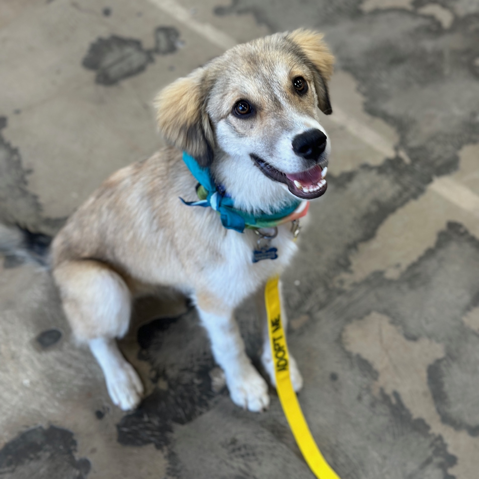 Cairo, an adoptable Spaniel in Newport Beach, CA, 92660 | Photo Image 1