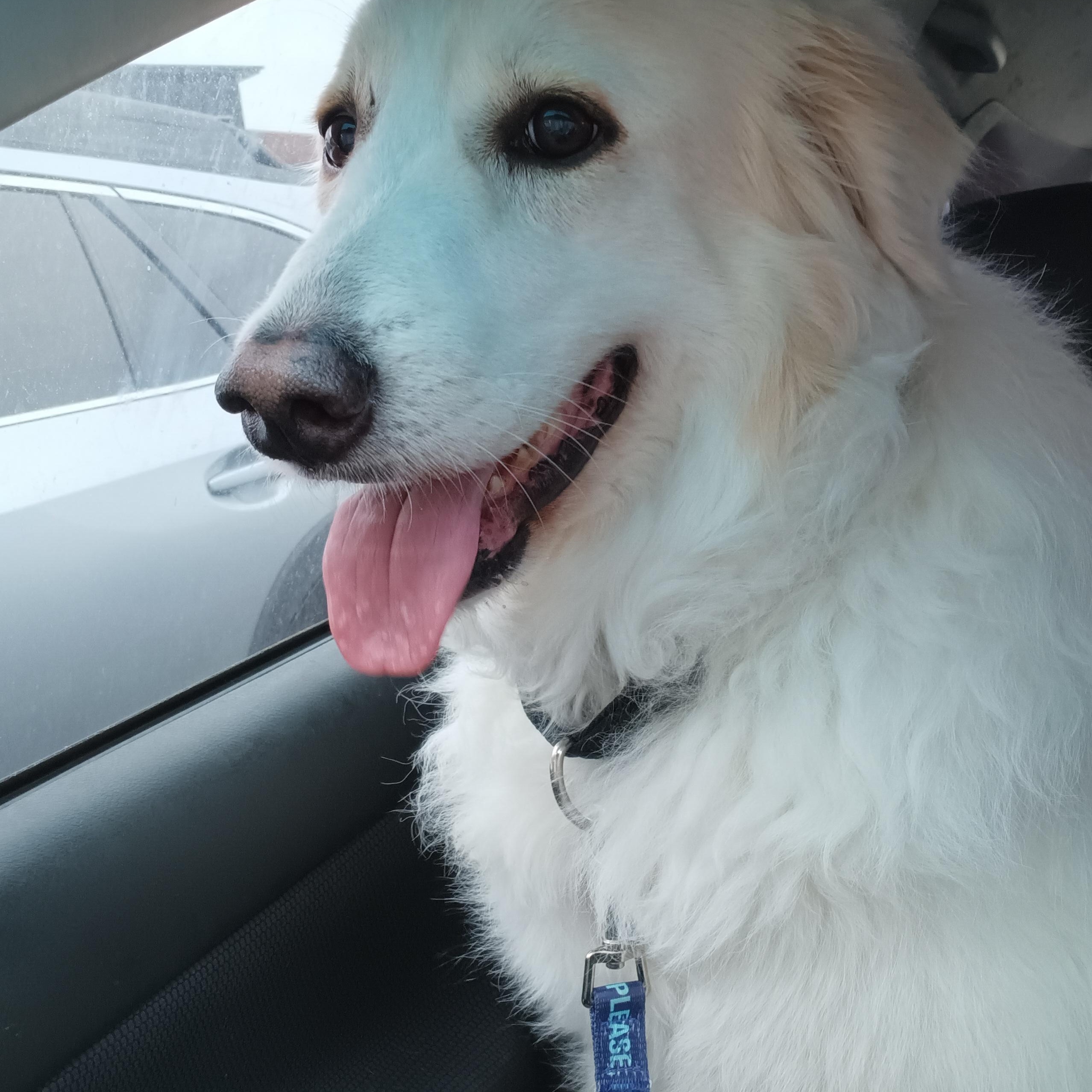 Maisy, an adopted mixed breed in Portland, OR image 2/5
