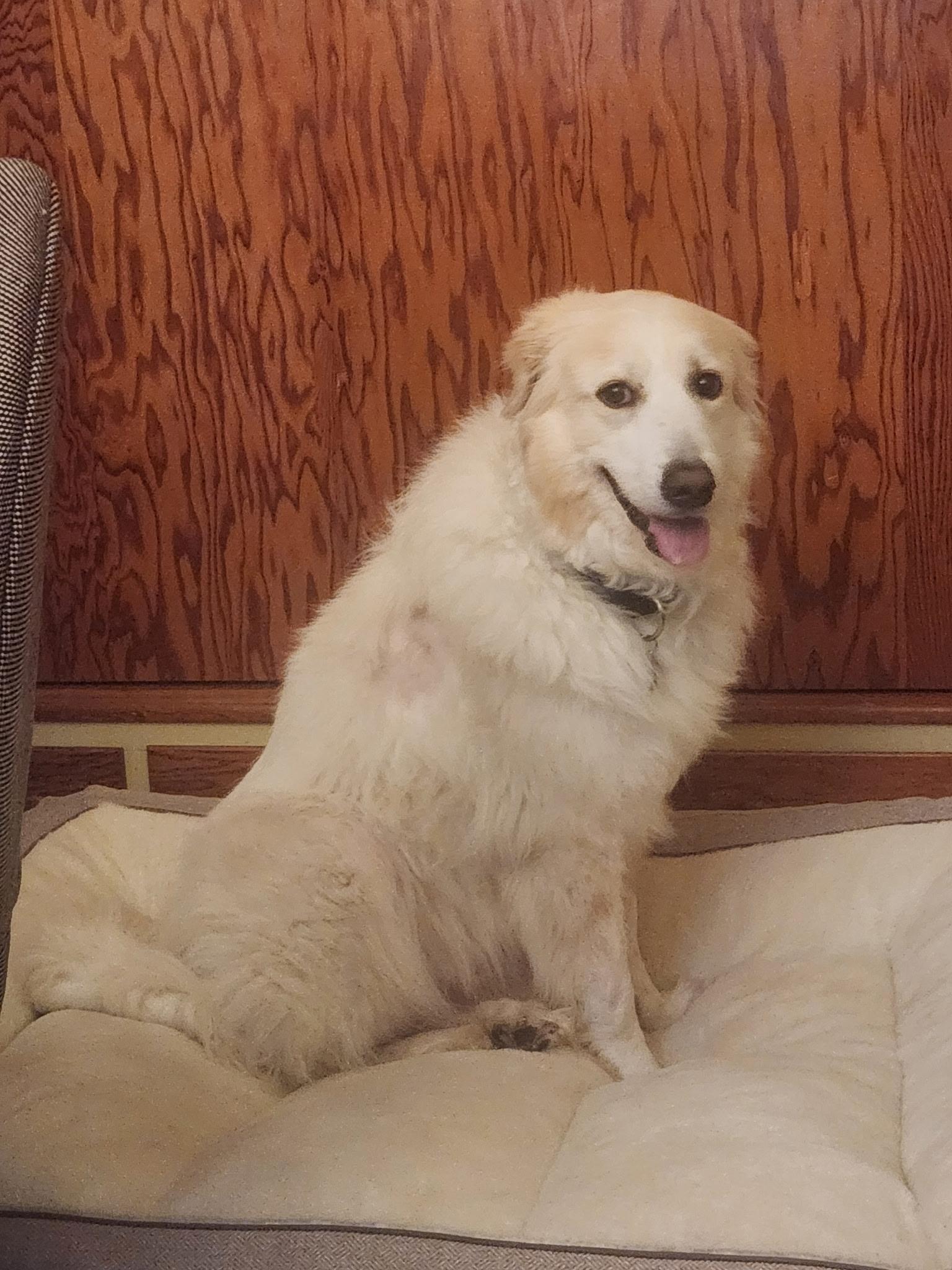 Maisy, an adopted mixed breed in Portland, OR image 5/5