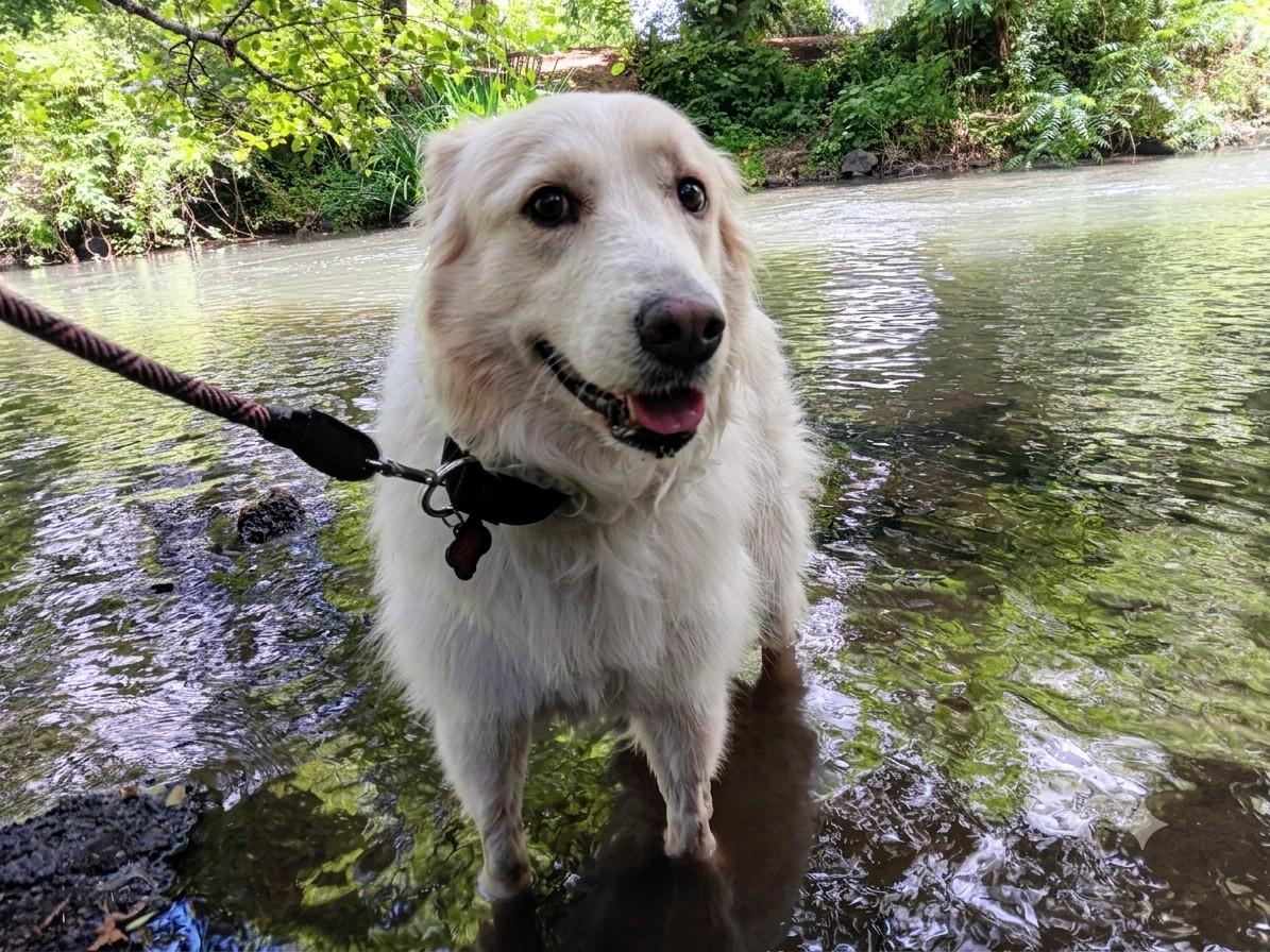 Maisy, an adopted mixed breed in Portland, OR image 1/5