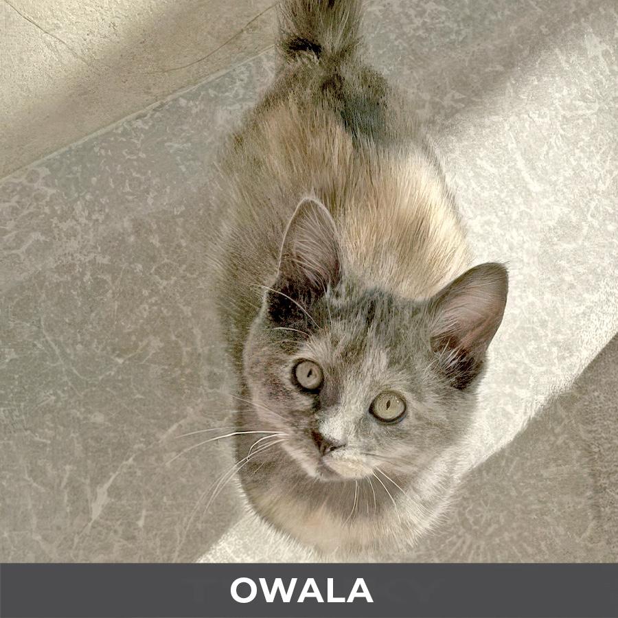 Enlarge Owala, a Adoptable Domestic Short Hair in Etobicoke, ON image 2/2