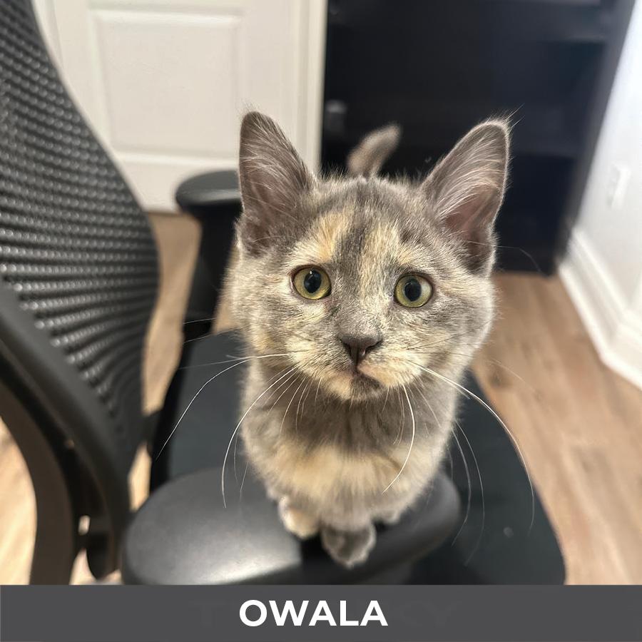 Owala, Adoptable, Kitten Female Domestic Short Hair.