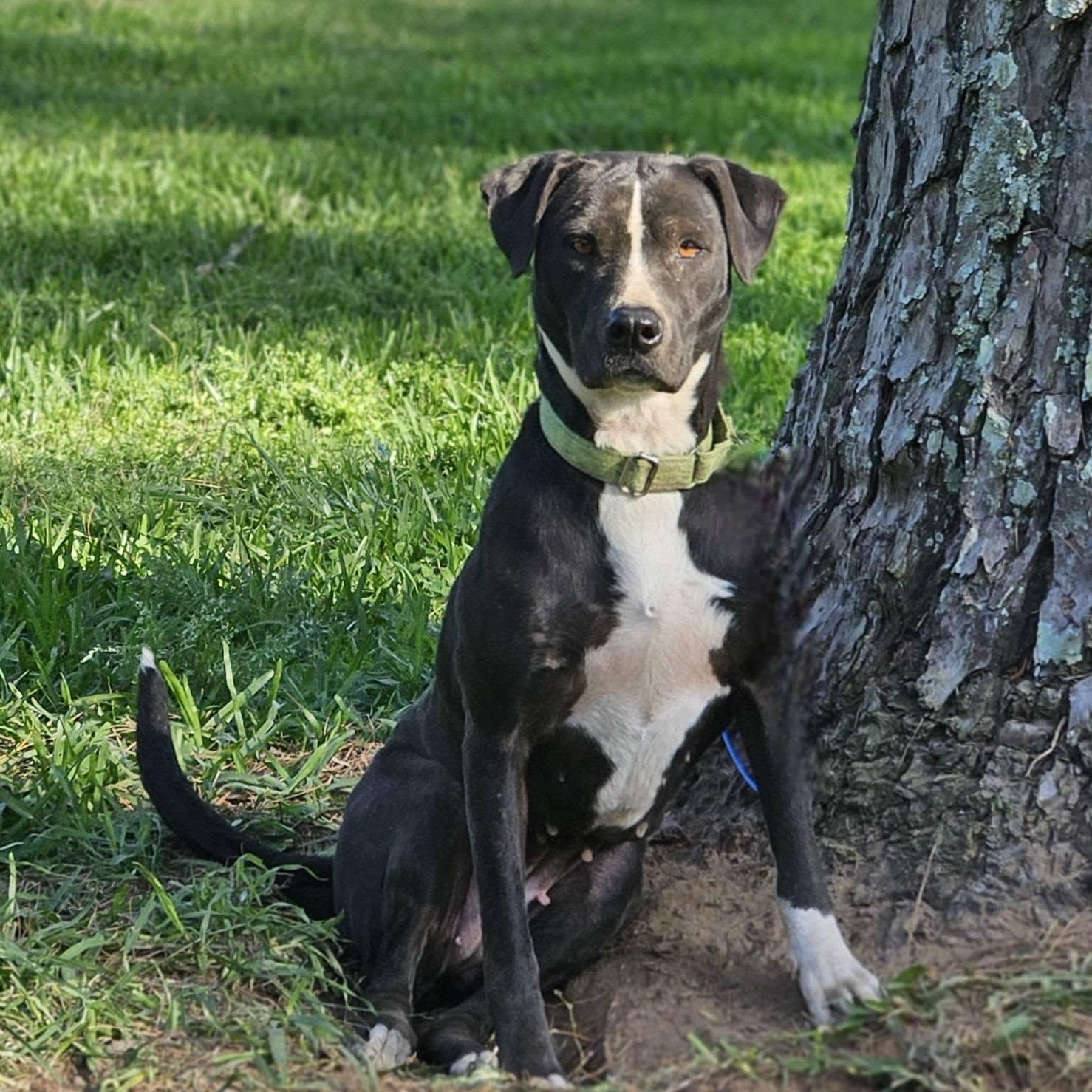Katie Bug, a ADOPTABLE mixed breed in Bethpage, NY image 3/4