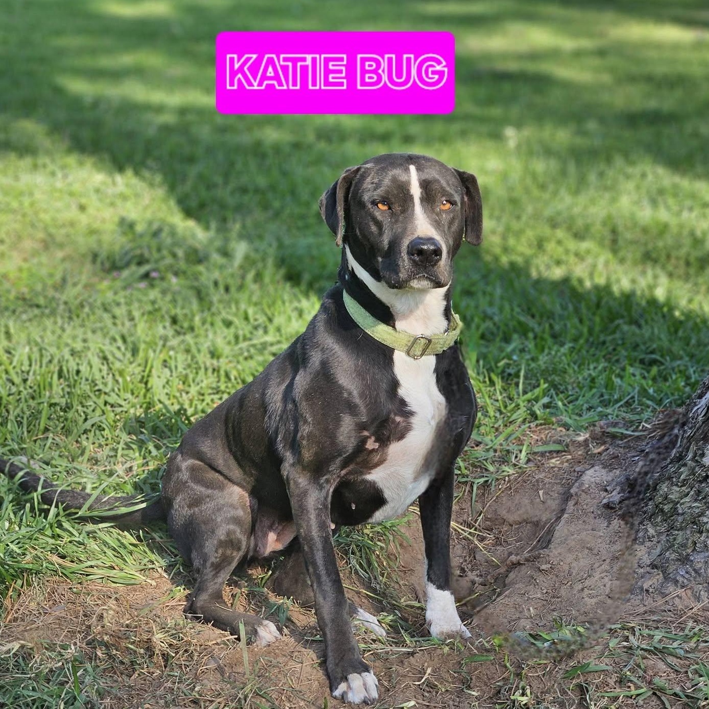 Katie Bug, a ADOPTABLE mixed breed in Bethpage, NY image 2/4