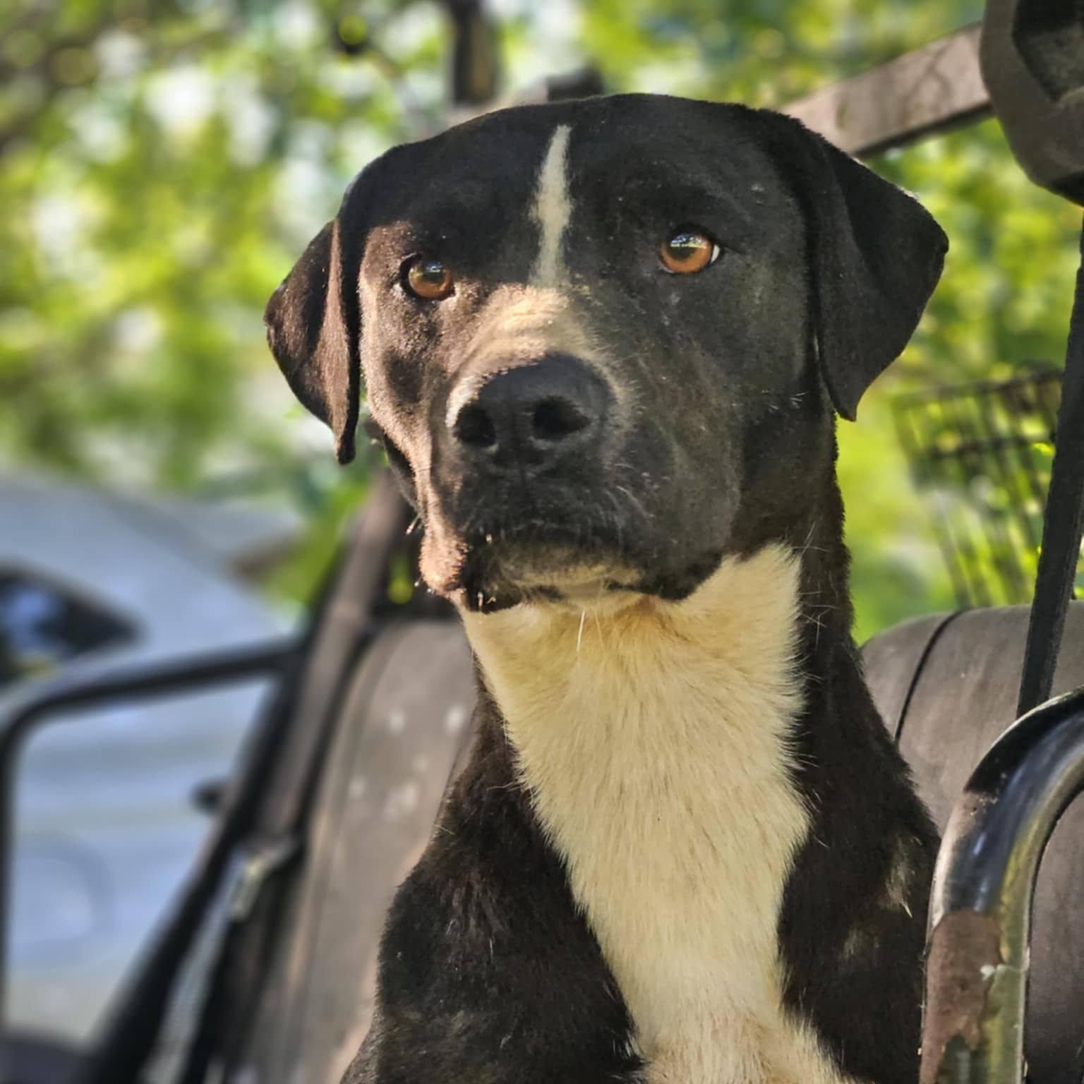 Katie Bug, ADOPTABLE, Adult Female Black Labrador Retriever.