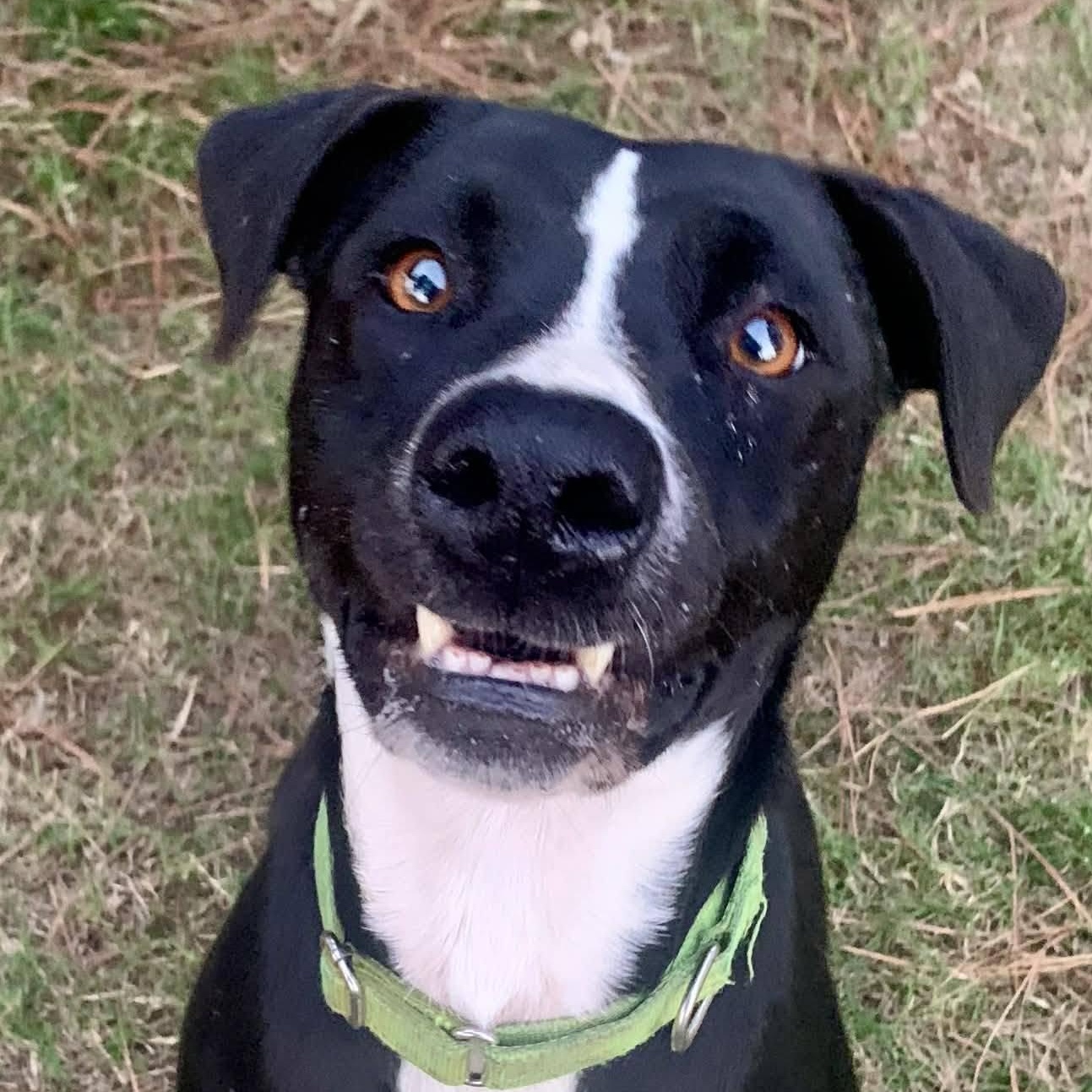 Katie Bug, a ADOPTABLE mixed breed in Bethpage, NY image 4/4