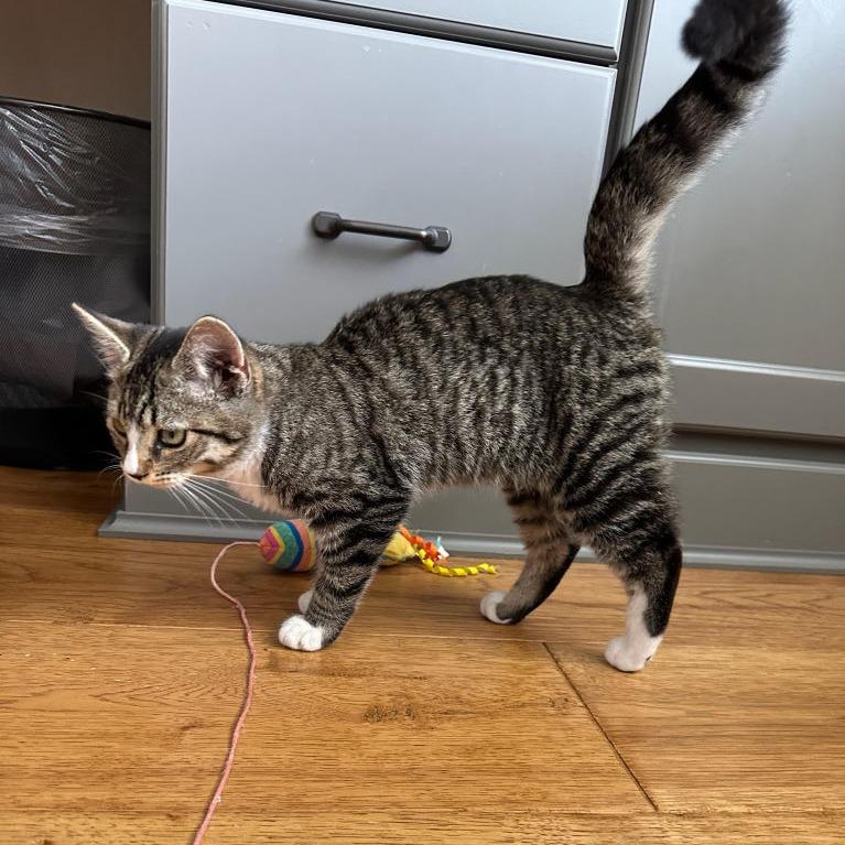 Hazel, Adopted, Kitten Female Domestic Short Hair.
