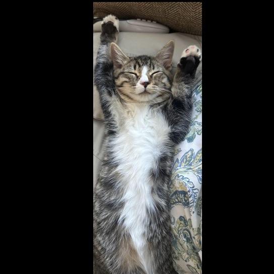 Enlarge Hazel, a Adopted Domestic Short Hair in Prescott, AZ image 2/2