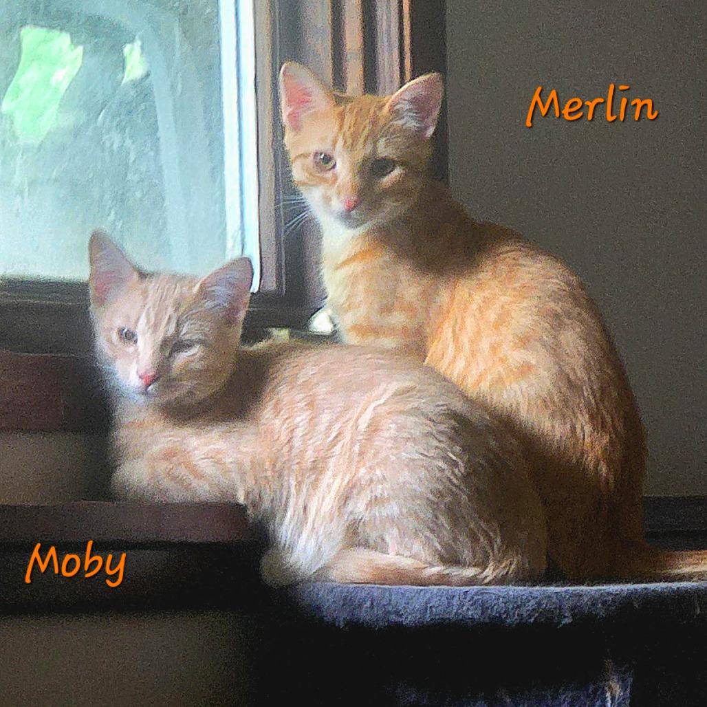 Enlarge Moby, a Adoptable Domestic Short Hair in Inver Grove Heights, MN image 1/6