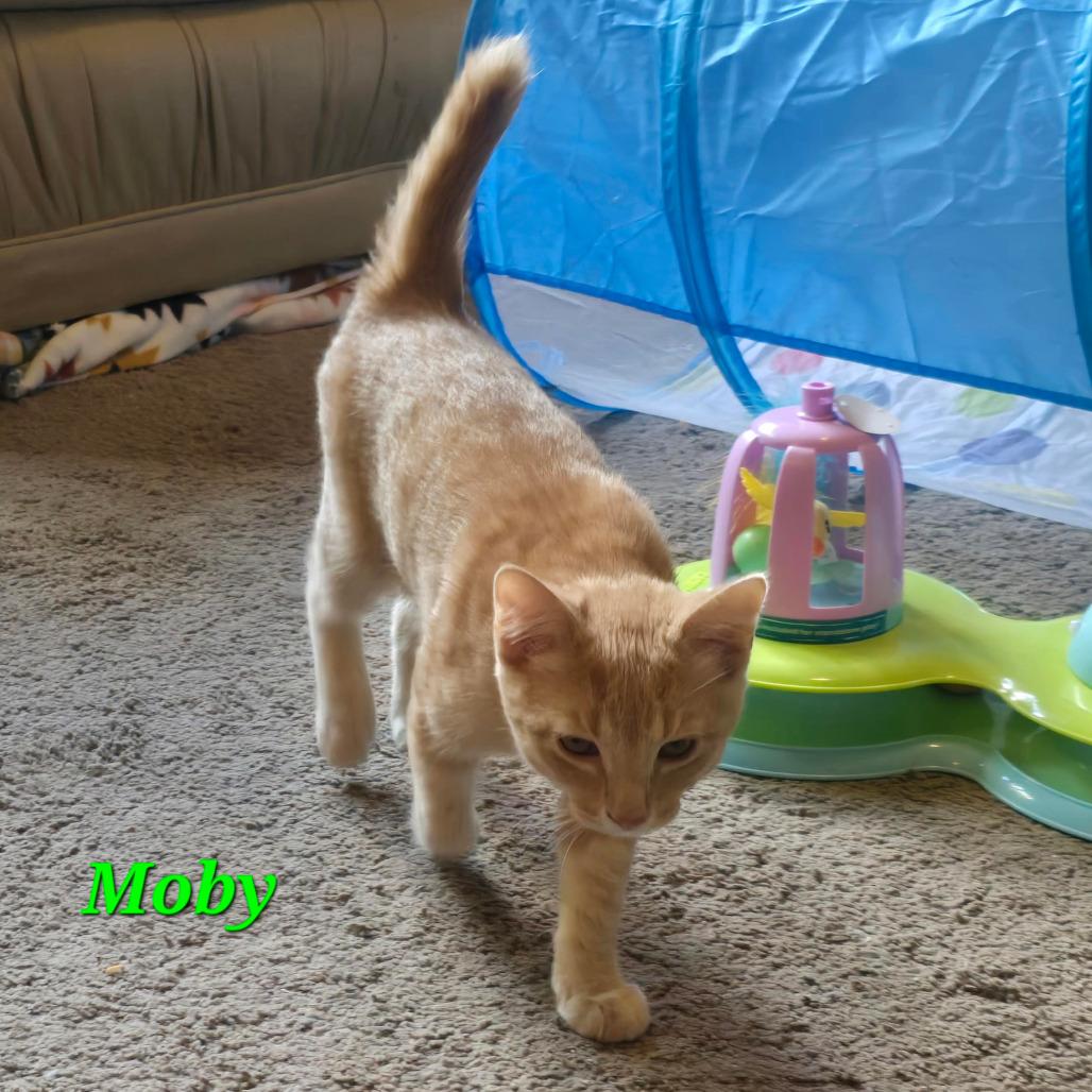 Enlarge Moby, a Adoptable Domestic Short Hair in Inver Grove Heights, MN image 2/6
