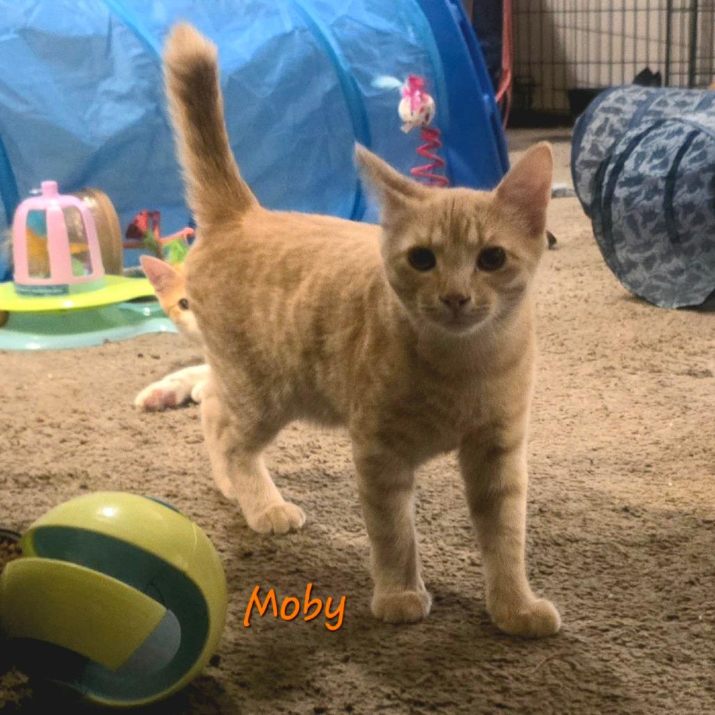 Enlarge Moby, a Adoptable Domestic Short Hair in Inver Grove Heights, MN image 3/6