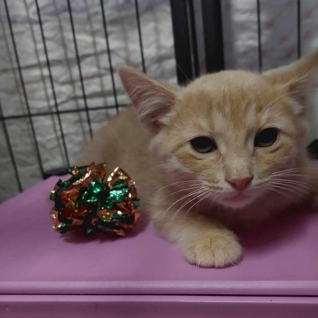 Enlarge Moby, a Adoptable Domestic Short Hair in Inver Grove Heights, MN image 4/6