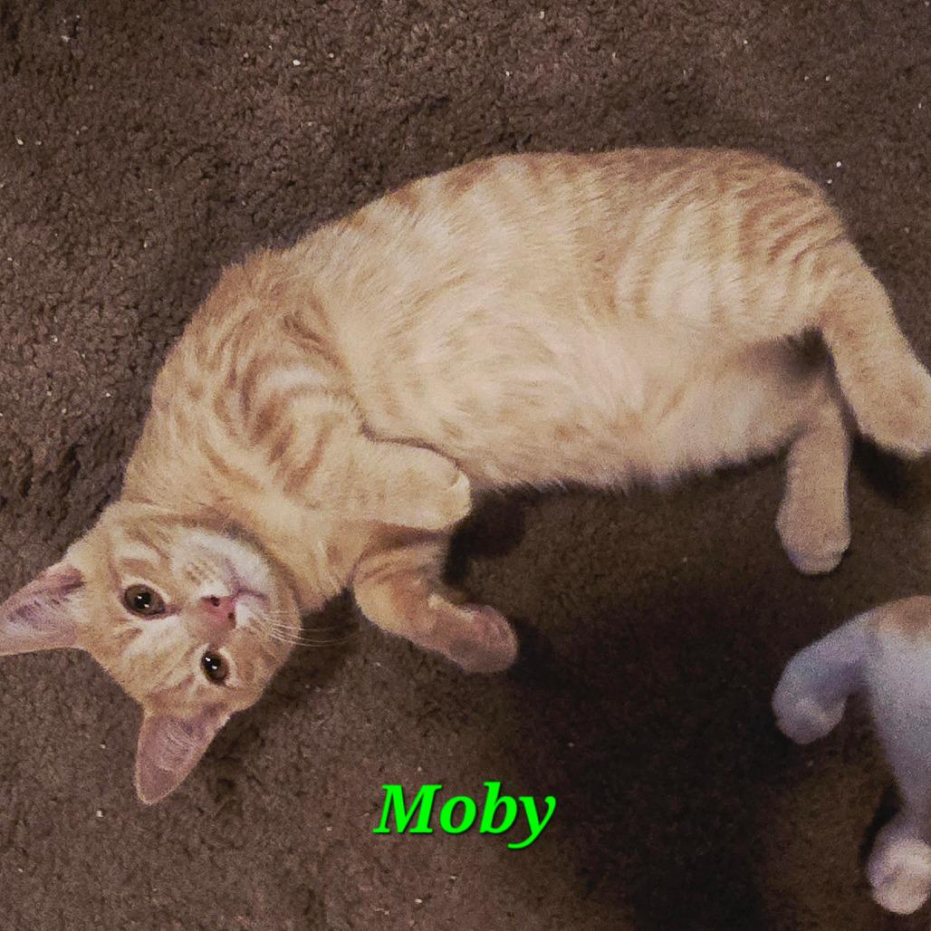 Enlarge Moby, a Adoptable Domestic Short Hair in Inver Grove Heights, MN image 5/6