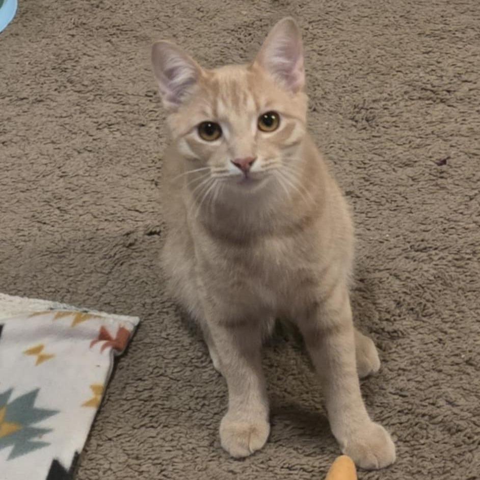 Enlarge Moby, a Adoptable Domestic Short Hair in Inver Grove Heights, MN image 6/6