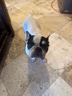 Tata, Adoptable, Adult Male French Bulldog.