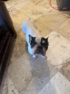 Enlarge Tata, a Adoptable French Bulldog in Mesa, AZ image 2/5