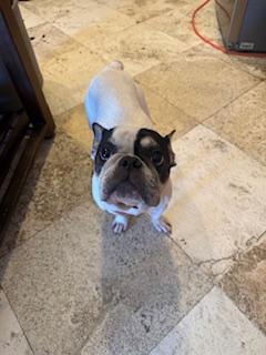 Enlarge Tata, a Adoptable French Bulldog in Mesa, AZ image 3/5