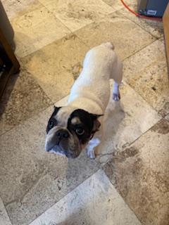 Enlarge Tata, a Adoptable French Bulldog in Mesa, AZ image 4/5