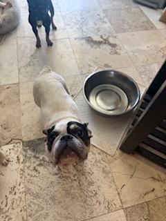 Enlarge Tata, a Adoptable French Bulldog in Mesa, AZ image 5/5