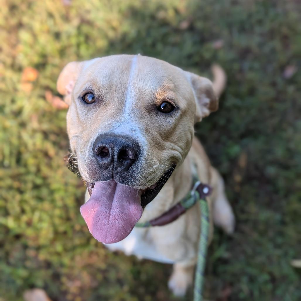 Enlarge Corbin, a Adoptable Mixed Breed in Jeffersonville, IN image 1/5