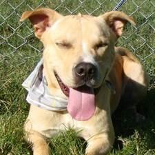 Enlarge Corbin, a Adoptable Mixed Breed in Jeffersonville, IN image 2/5