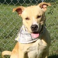 Enlarge Corbin, a Adoptable Mixed Breed in Jeffersonville, IN image 3/5