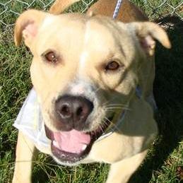 Enlarge Corbin, a Adoptable Mixed Breed in Jeffersonville, IN image 4/5