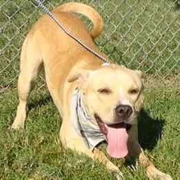 Enlarge Corbin, a Adoptable Mixed Breed in Jeffersonville, IN image 5/5