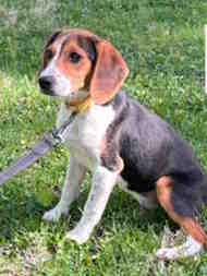 Rabbit, adoptable, Puppy Female Beagle.