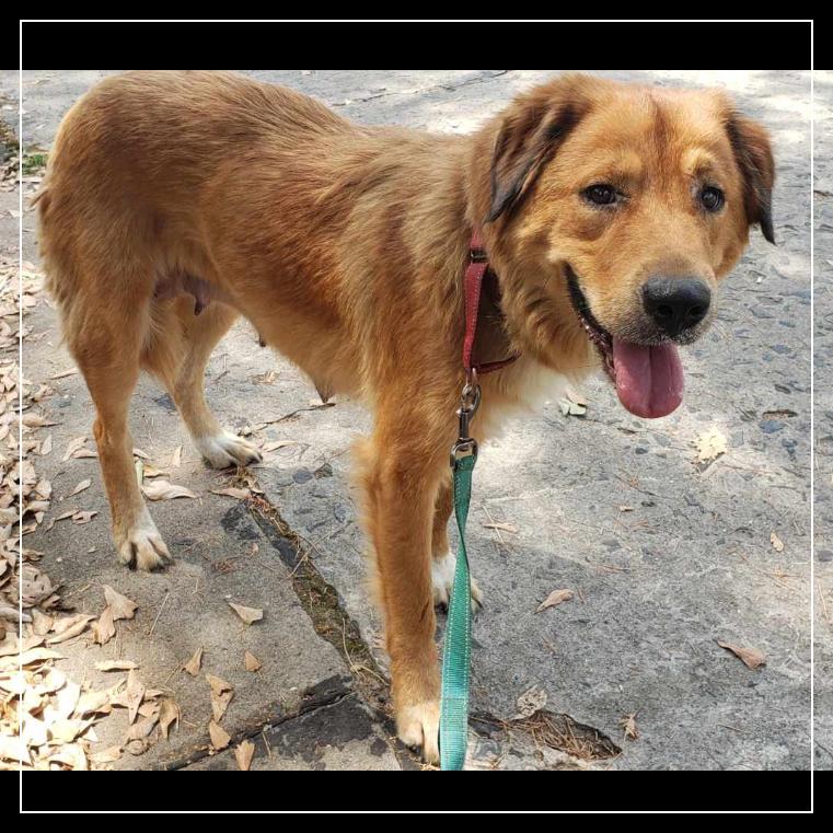 Maggie, Adoptable, Adult Female Golden Retriever & Mixed Breed.