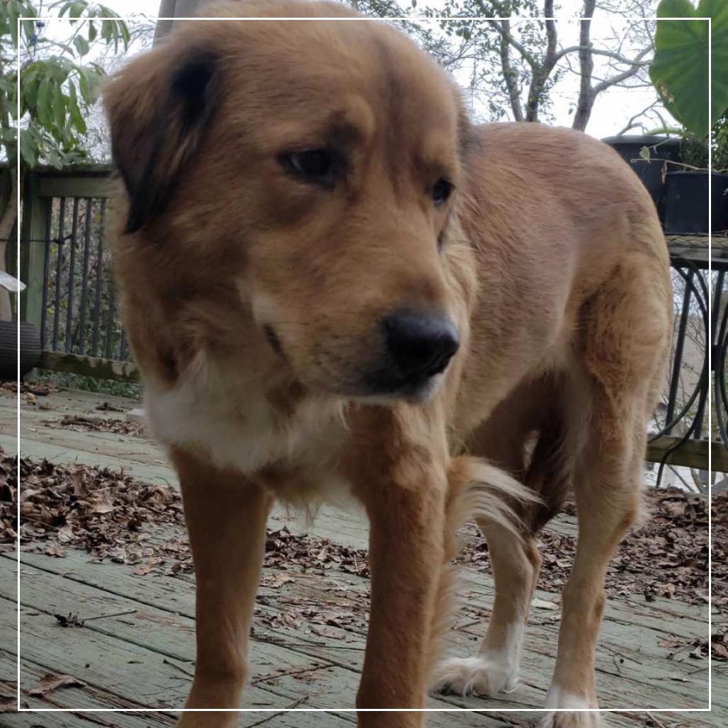 Enlarge Maggie, a Adoptable mixed breed in Little Rock, AR image 2/6