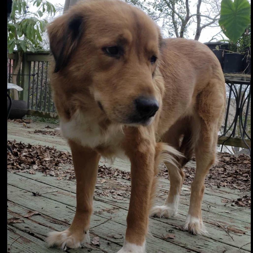 Enlarge Maggie, a Adoptable mixed breed in Little Rock, AR image 3/6