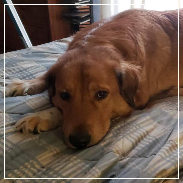 Enlarge Maggie, a Adoptable mixed breed in Little Rock, AR image 4/6