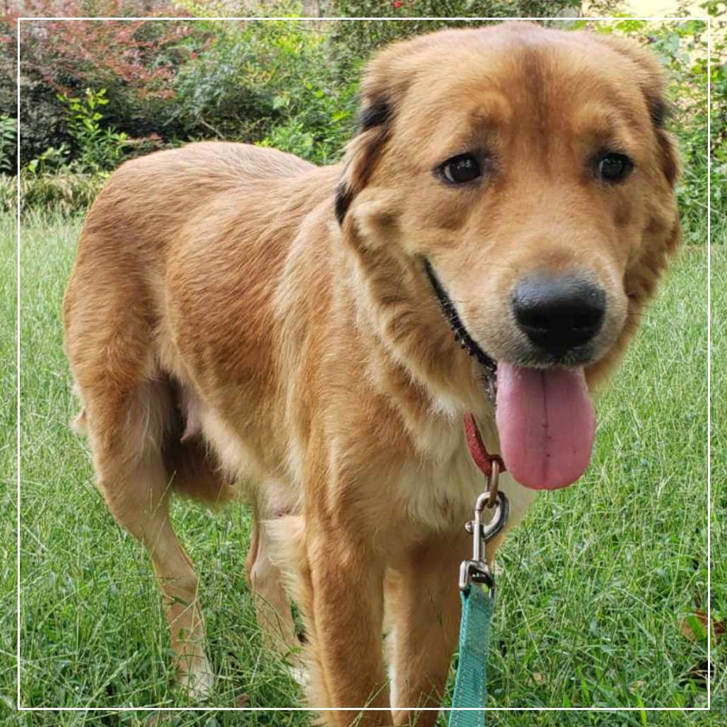 Enlarge Maggie, a Adoptable mixed breed in Little Rock, AR image 6/6