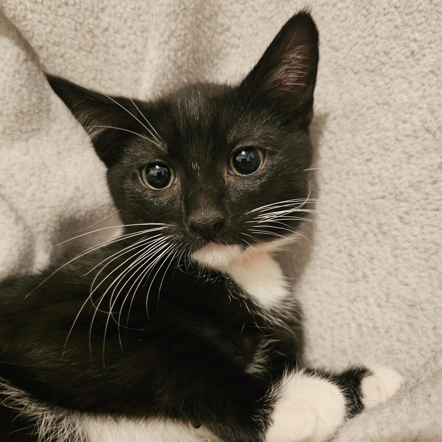 Enlarge Jack - Sweet & Quiet, a Adoptable Tuxedo in Hoquiam, WA image 4/4
