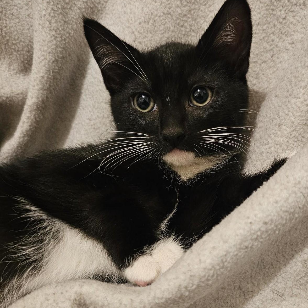 Jack - Sweet & Quiet, Adoptable, Kitten Male Tuxedo.