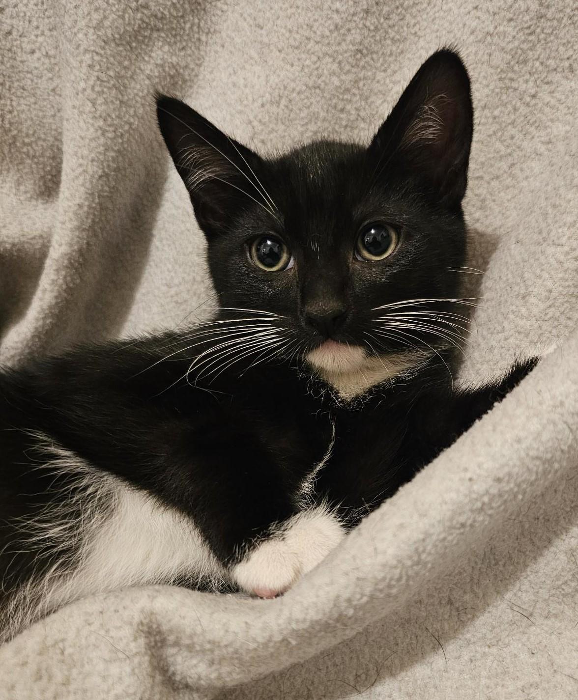 Jack - Sweet & Quiet