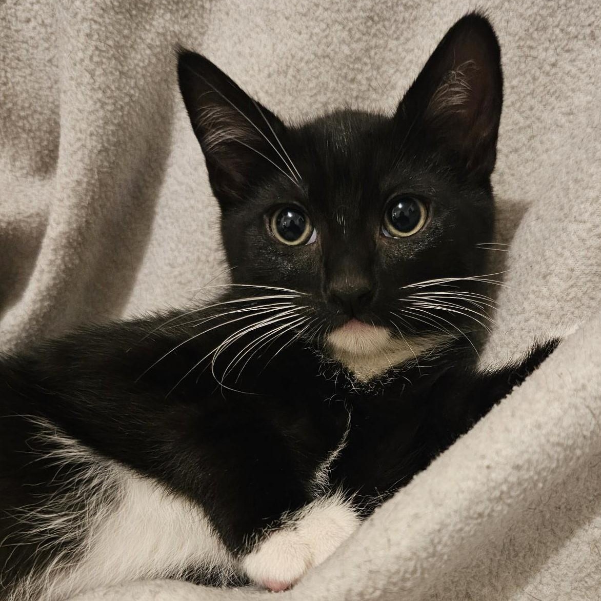 Jack - Sweet & Quiet, Adoptable, Kitten Male Tuxedo.