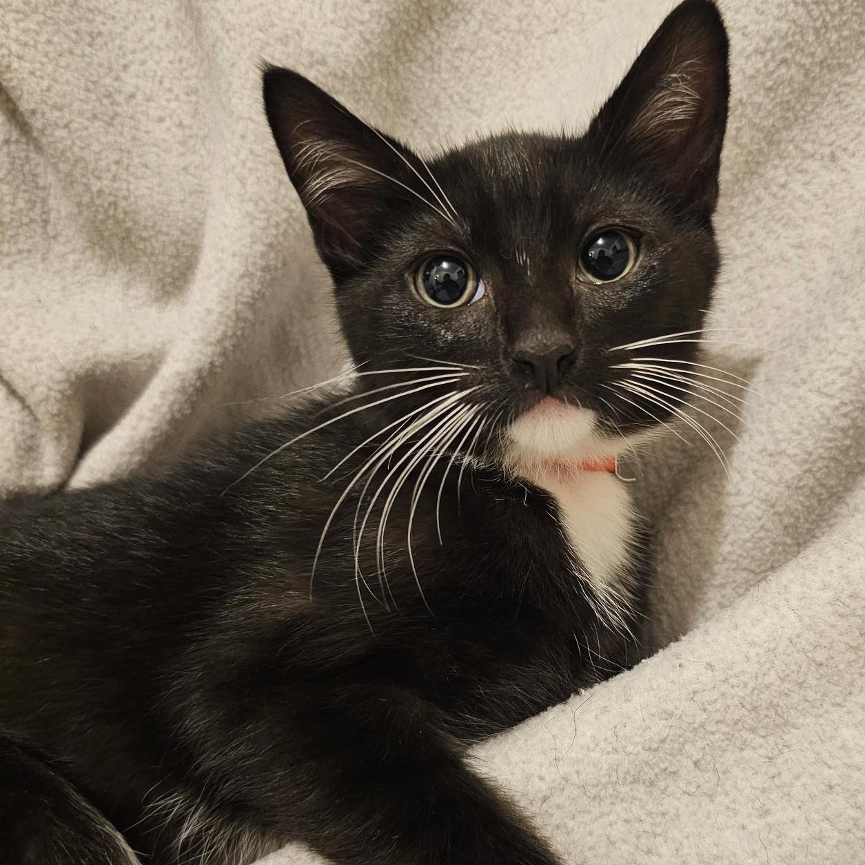 Enlarge Jack - Sweet & Quiet, a Adoptable Tuxedo in Hoquiam, WA image 3/4