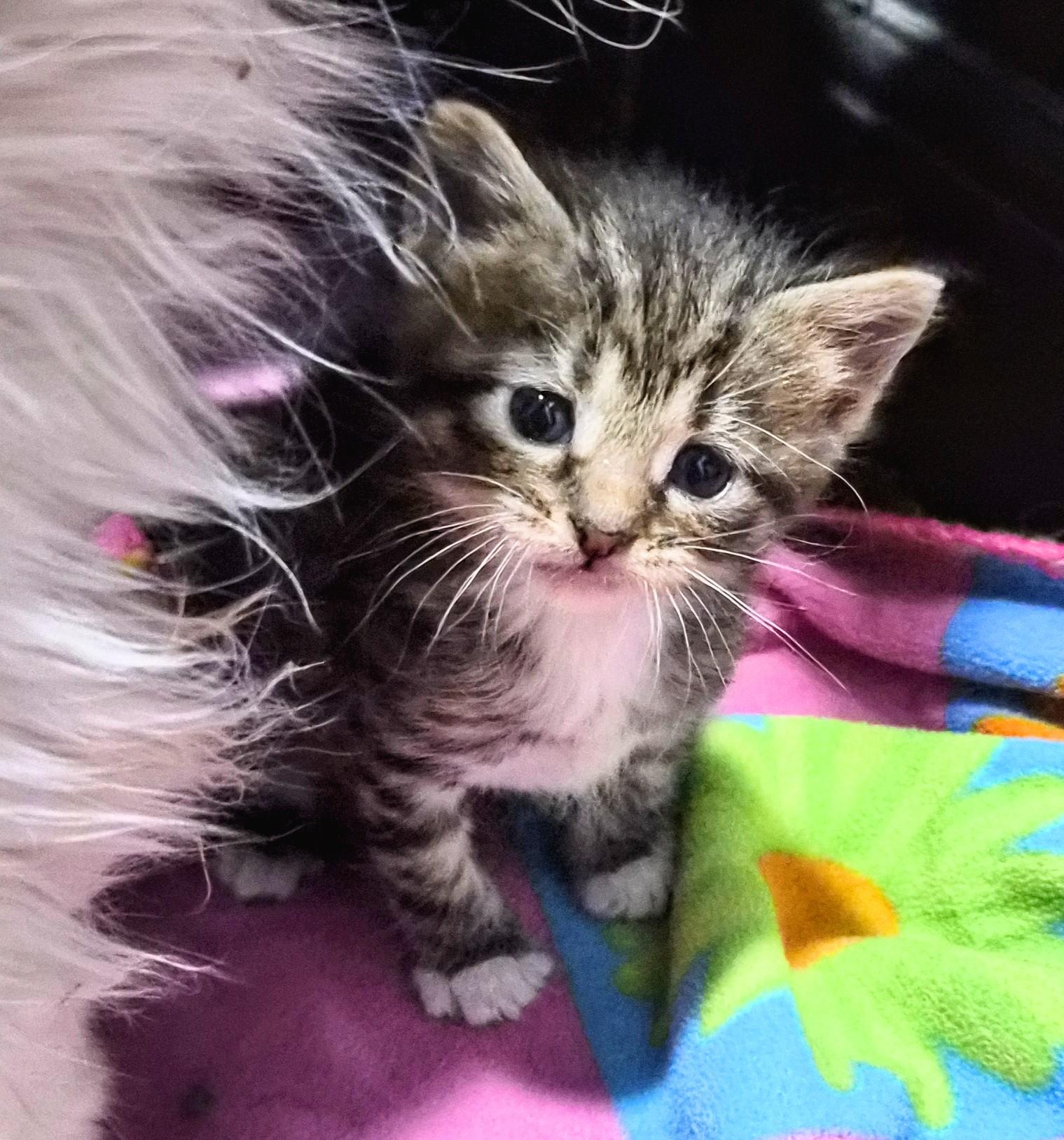 Enlarge Mysti, a Adoptable Domestic Short Hair in Waverly, IA image 1/3